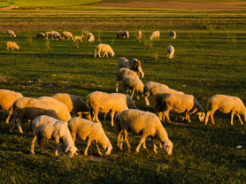 污水處理藥劑養(yǎng)殖污水處理,水處理藥劑
